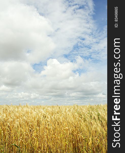 Wheat field over the blue sky background