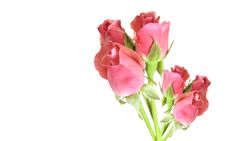 Posy Of Red Rosebuds Stock Photos Posy Of Red Rosebuds Stock Photos