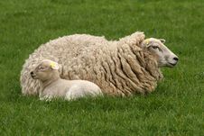 Mother Sheep With Little Lamb Stock Photography