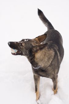 Dog Playin With Ball In Winter Royalty Free Stock Image Dog Playin With Ball In Winter Royalty Free Stock Image