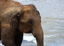 Elephants Stock Photo Elephants Stock Photo