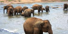 Elephants Royalty Free Stock Photos Elephants Royalty Free Stock Photos