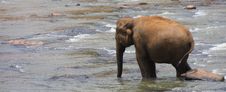 Elephants Royalty Free Stock Photography Elephants Royalty Free Stock Photography