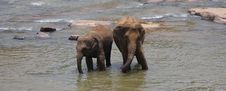 Elephants Royalty Free Stock Photos Elephants Royalty Free Stock Photos