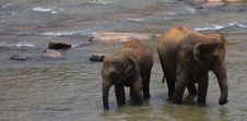 Elephants Stock Images Elephants Stock Images