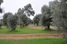 Olive Trees Royalty Free Stock Images Olive Trees Royalty Free Stock Images
