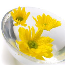 Yellow Flowers Royalty Free Stock Images Yellow Flowers Royalty Free Stock Images