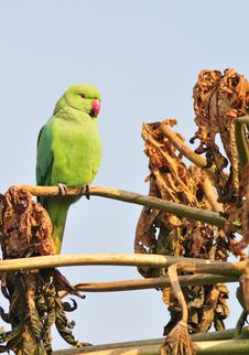 Green Parrot Stock Photography