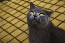Cat Stock Photos Cat Stock Photos