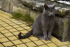 Cat Stock Photography Cat Stock Photography