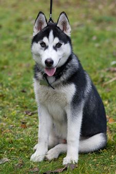 Husky Stock Images