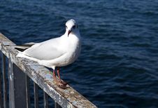 Resting Seagull Stock Photos Resting Seagull Stock Photos