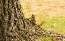 Baby Squirrel Climbing A Tree Stock Images