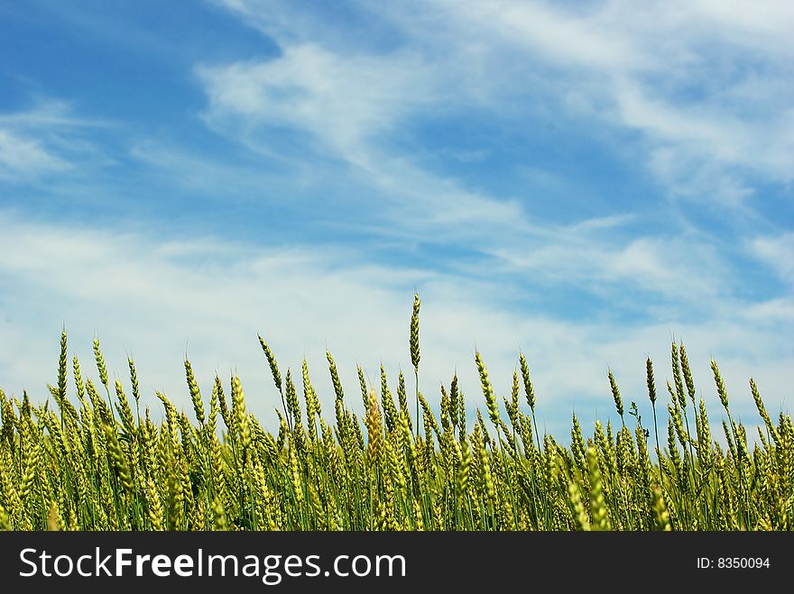 Early summer corn with a blue sky background. Early summer corn with a blue sky background