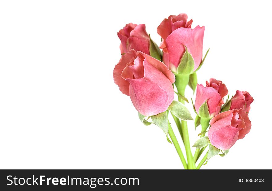 Six red rosebuds in a posy isolated on white background. Six red rosebuds in a posy isolated on white background