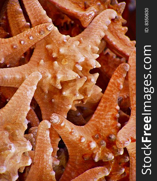 Collection of starfish, close up image Summertime souvenir - suitable for travel and tourism industry posters and such *RAW format available