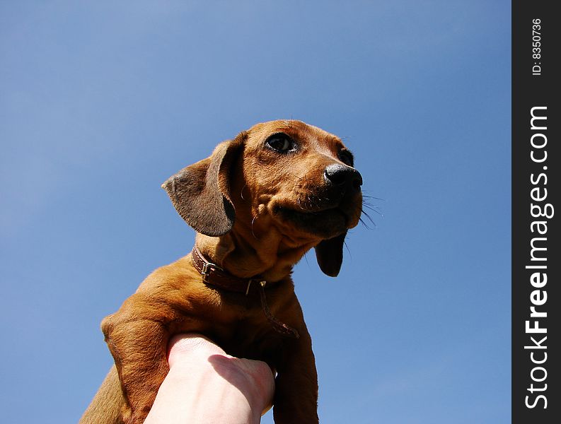Dog with clear blue sky in the background. Dog with clear blue sky in the background
