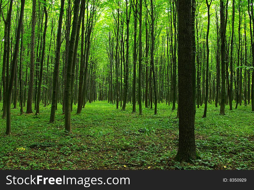 Trees in a  green forest in spring. Trees in a  green forest in spring