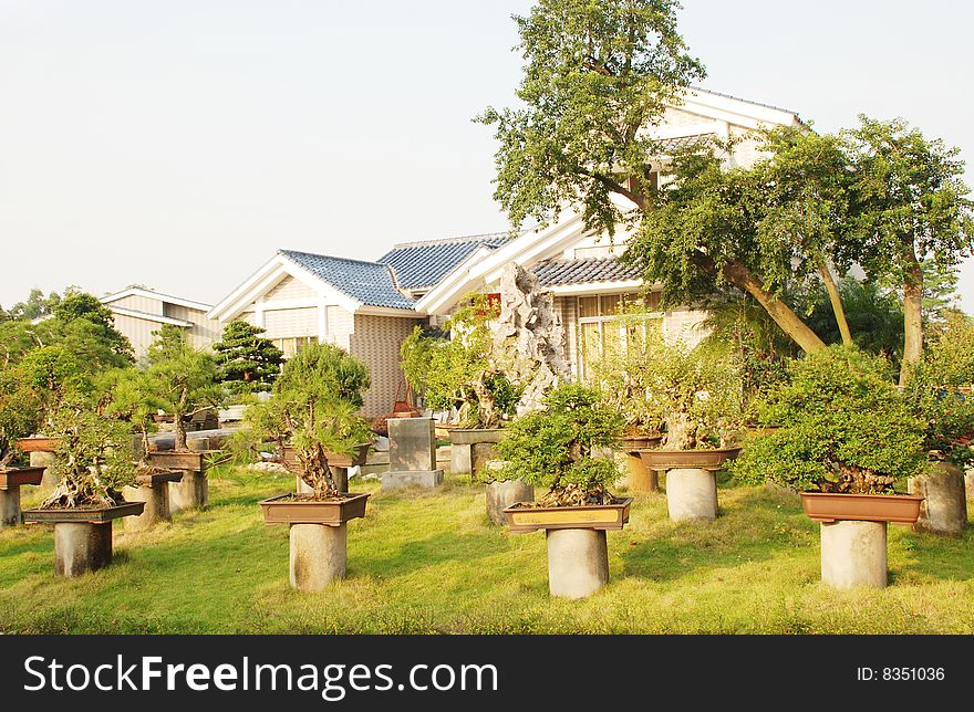 The Chinese luxury villa with a lot of bonsai in pot and verdure garden. The Chinese luxury villa with a lot of bonsai in pot and verdure garden.