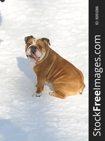 English Bulldog is sitting in the snow and is looking friendly towards his mistress. The dogÂ´s coat is mainly Yellow, some parts are white. English Bulldog is sitting in the snow and is looking friendly towards his mistress. The dogÂ´s coat is mainly Yellow, some parts are white