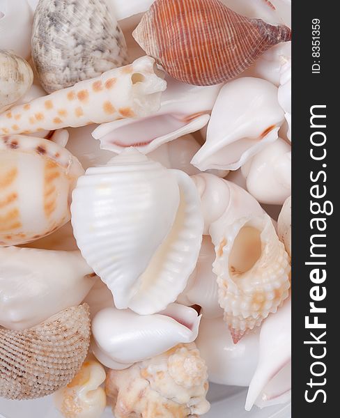 Close-up shot of various colorful seashells