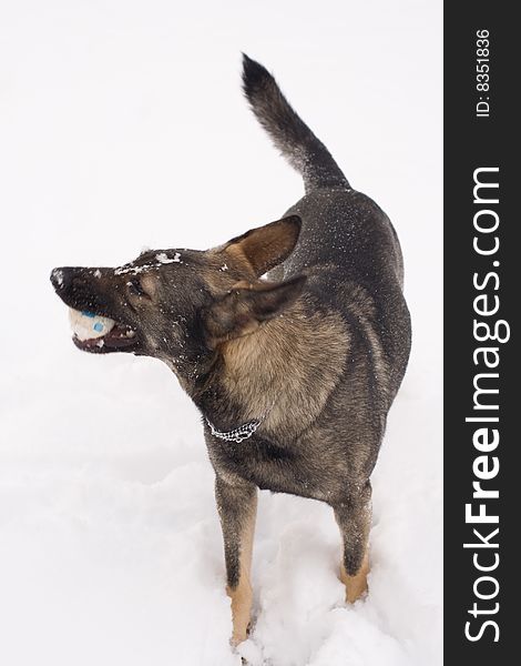 Dog playin with ball in winter day