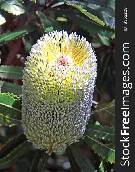 Banksia Conferta Penicillata