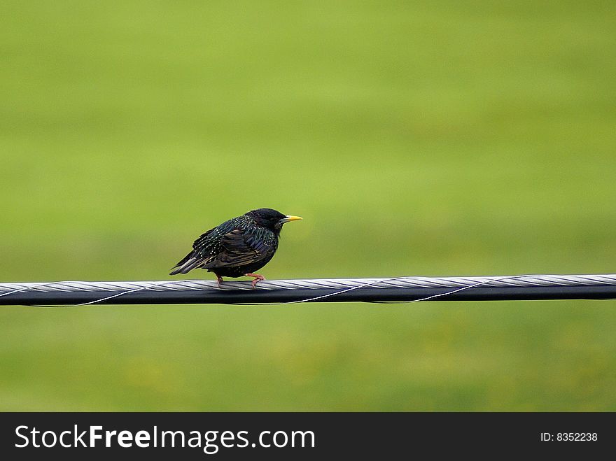 A colorful black bird sits on a wire. A colorful black bird sits on a wire.