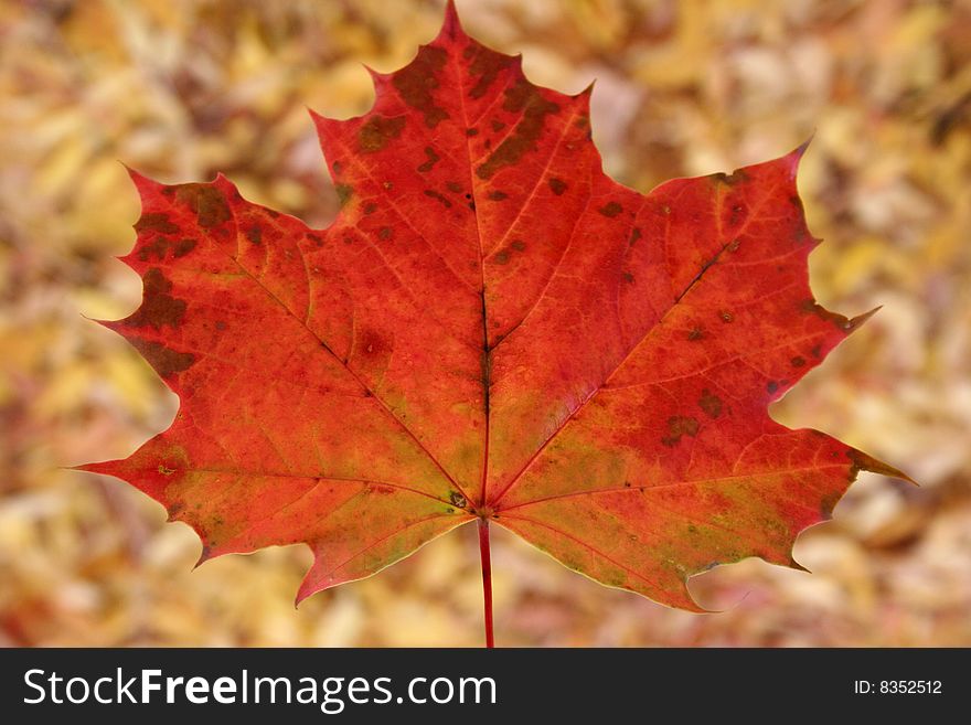 Red colored leaf over background of fallen leaves. Red colored leaf over background of fallen leaves