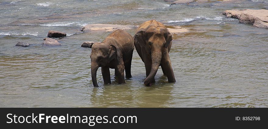 Elephants having their daily bath at an Elephant Orphanage in Sri Lanka. The Elephants are also called Indian Elephants as compared to African Elephants.