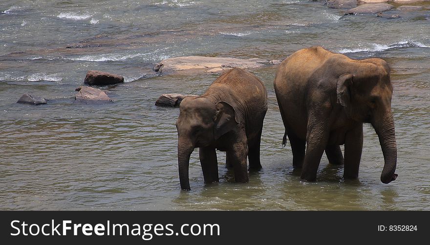 Elephants having their daily bath at an Elephant Orphanage in Sri Lanka. The Elephants are also called Indian Elephants as compared to African Elephants.