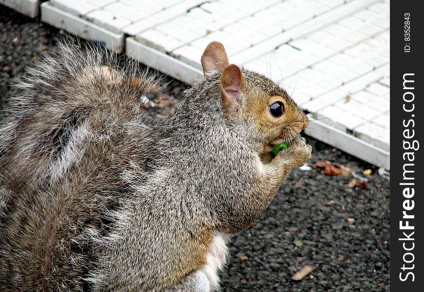 Close-up of wild squirrel eating next to sidewalk. Close-up of wild squirrel eating next to sidewalk.