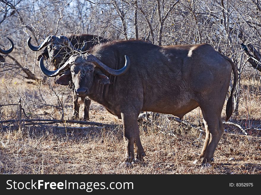 A buffalo cow stares at the camera in Africa's heat. A buffalo cow stares at the camera in Africa's heat