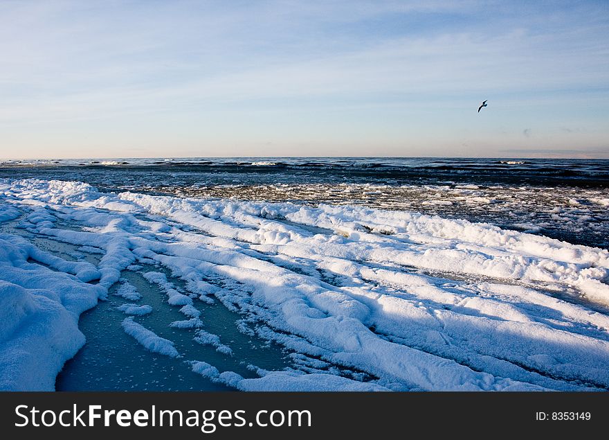 Cold Baltic sea and seagull. Cold Baltic sea and seagull