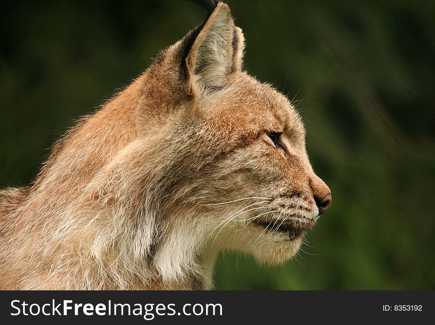 Portrait of European lynx (Bialowieza, Poland)