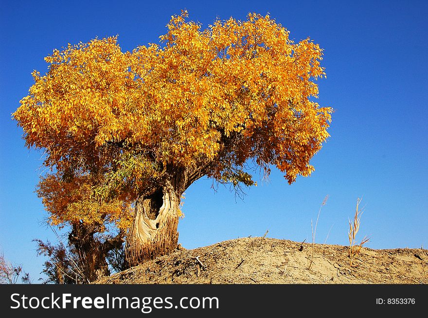 Golden populus (Populus diversifolia Schrenkin) the desert of Singkiang,China. Golden populus (Populus diversifolia Schrenkin) the desert of Singkiang,China.