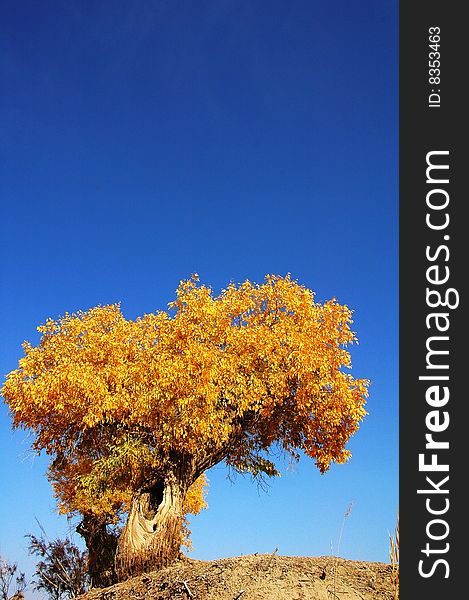 Golden populus (Populus diversifolia Schrenkin) in the desert. Golden populus (Populus diversifolia Schrenkin) in the desert