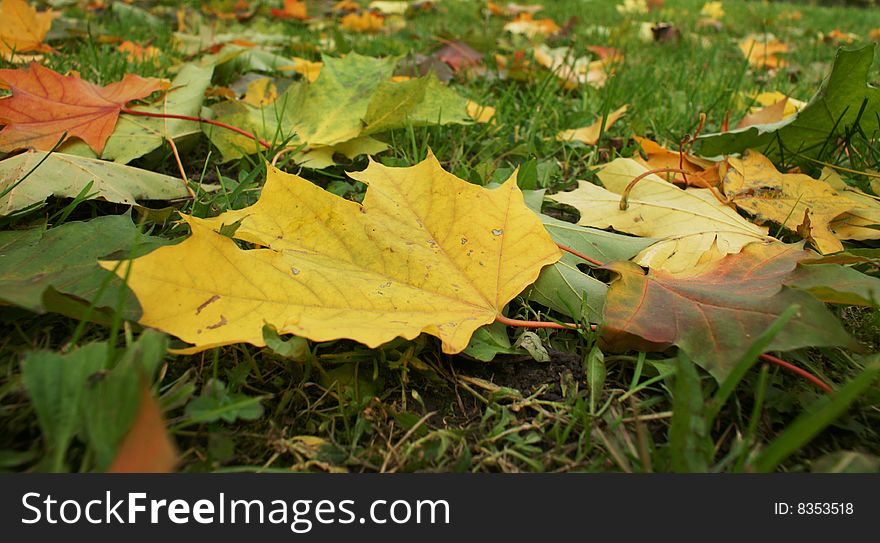 A yellow maple-leaf lies yet on a green grass