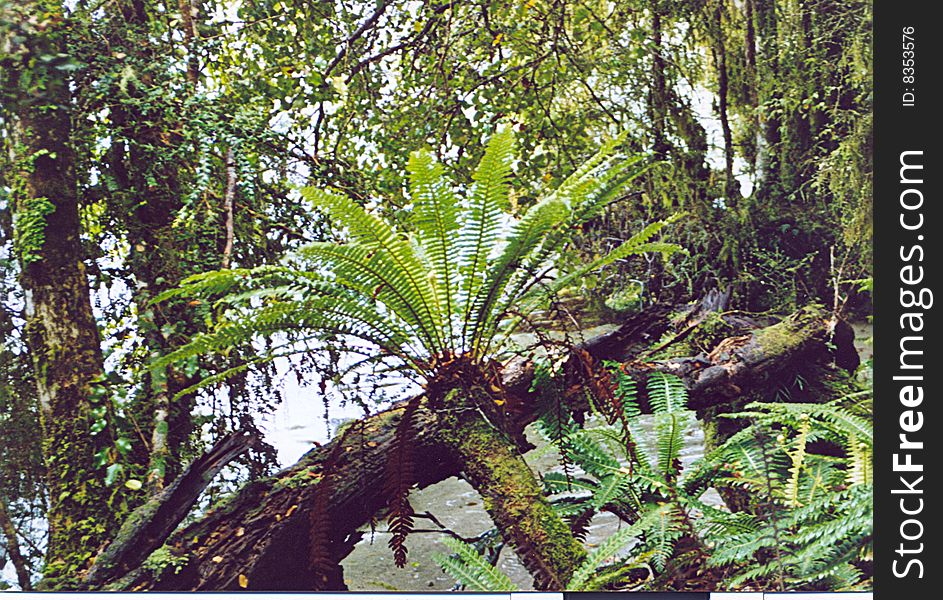 Fern in the forest- New Zealand, south island