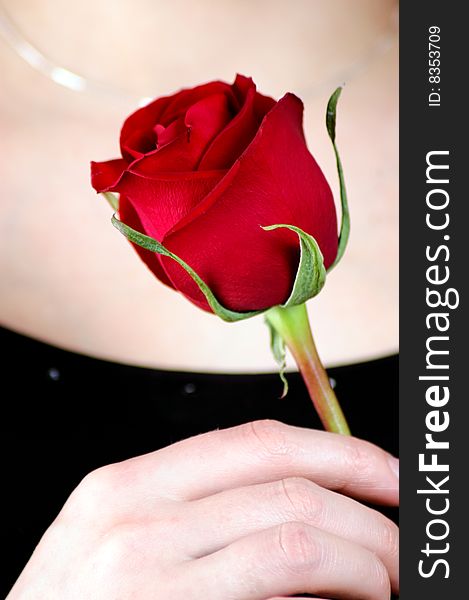 Female Hand With Red Rose