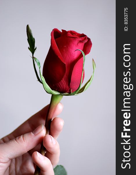 Hand holding beautiful red rose on white background