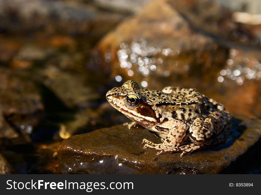 Brown frog on a stone in stream