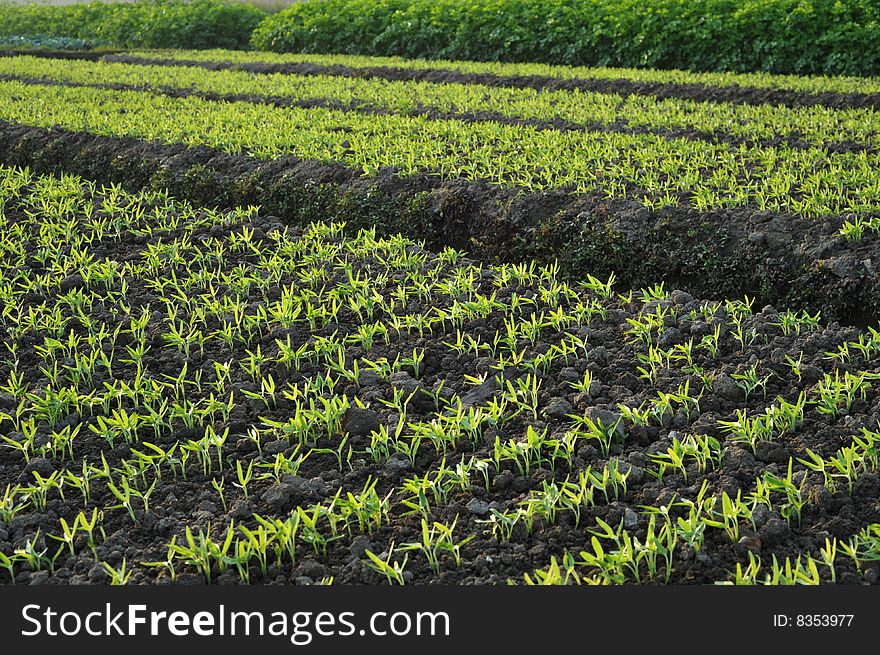 Spring vegetable plots of Vegetables. Spring vegetable plots of Vegetables