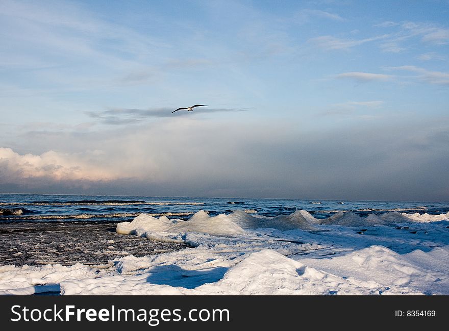 Frozen sea and seagull