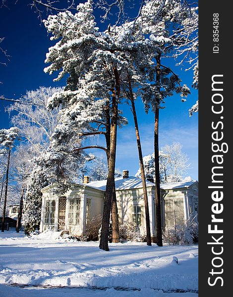 Small house in pine forest