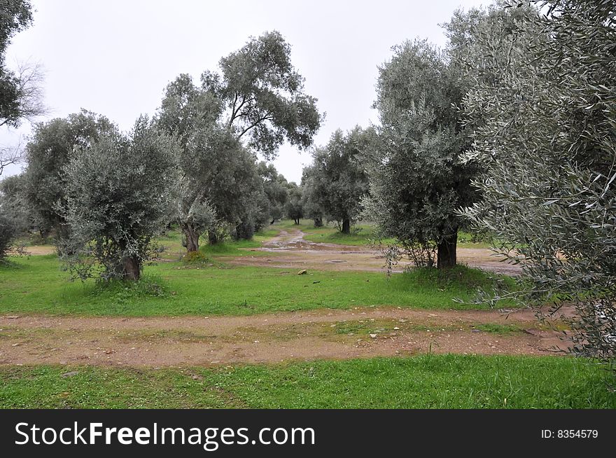 Olive grove in the aydin, turkey. Olive grove in the aydin, turkey