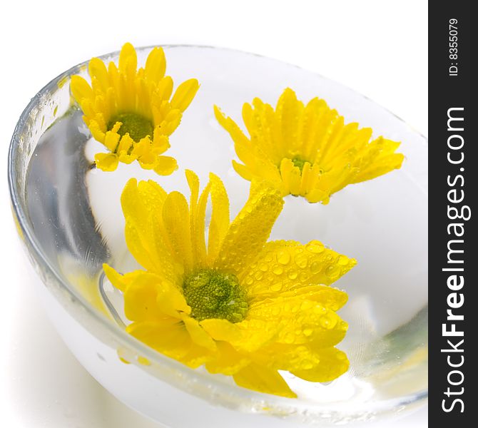 Yellow flowers close up floating in water