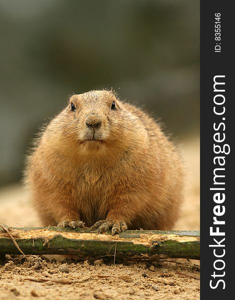 Animals: Cute prairie dog looking at you