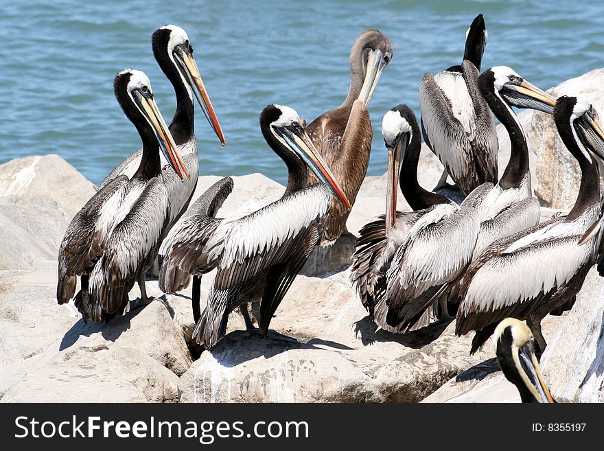 Peruvian Pelicans On San Antonio Coast (Pelecanus Occidentalis Thagus)