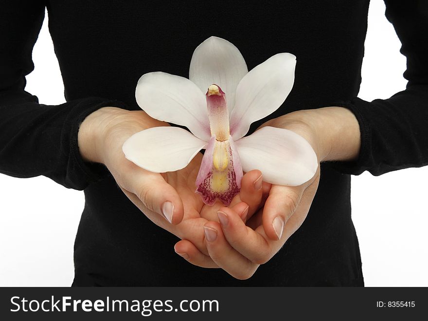 A young girls hands holding an orchid. A young girls hands holding an orchid